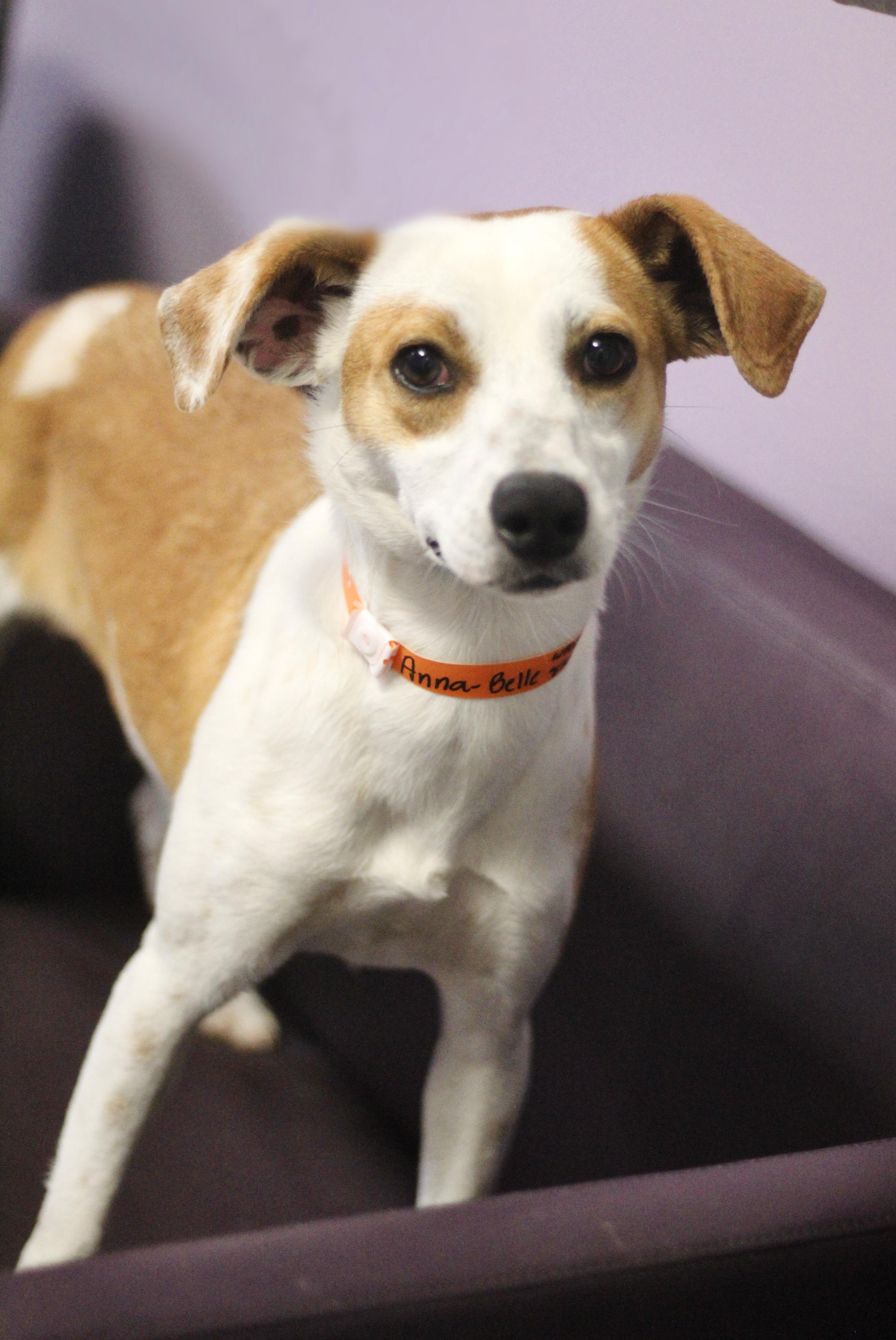 Coley in NH! Come Meet our Adoptable Dogs Wednesday-Saturday. More info in Bio!, ADOPTABLE, Adult Female Jack Russell Terrier.