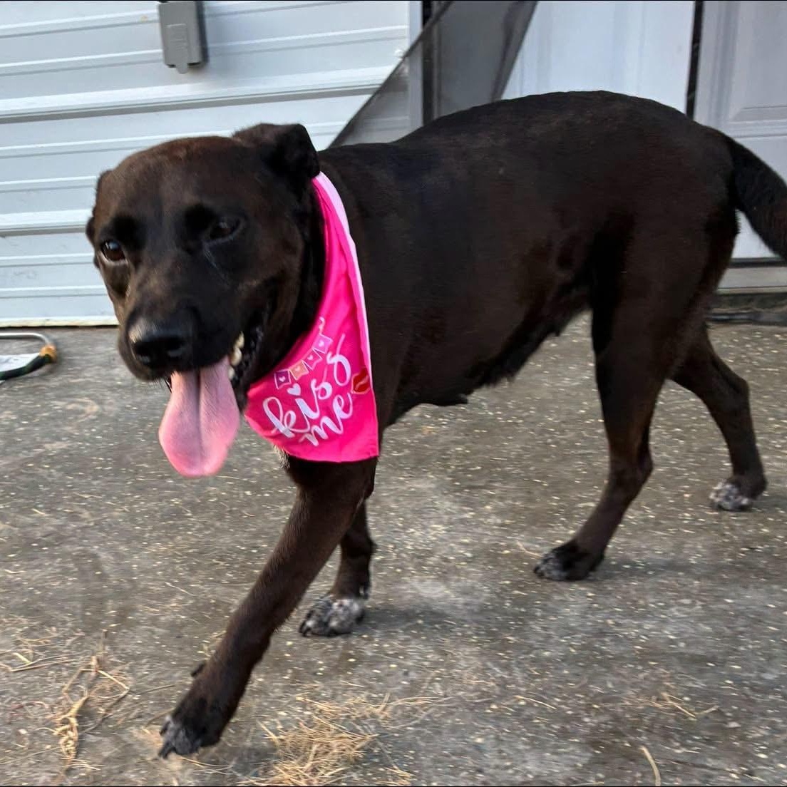Enlarge Clairy, a Adoptable mixed breed in Minot, ND image 5/6