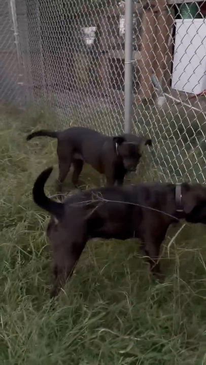 Enlarge Clairy, a Adoptable mixed breed in Minot, ND video 6/6