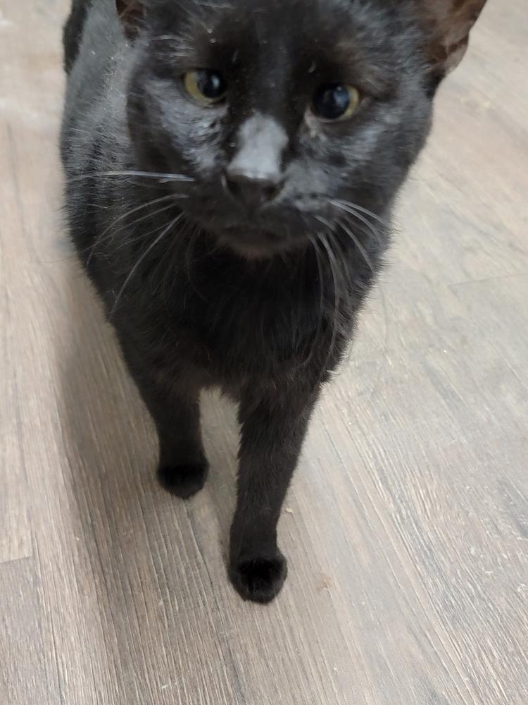 Tyrant, Adoptable, Adult Female Domestic Short Hair.
