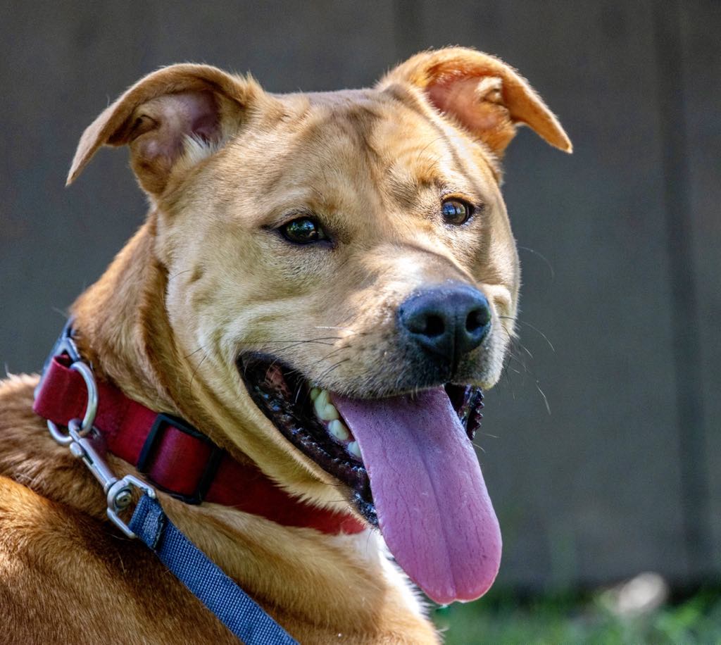 Enlarge Tank, a Adoptable mixed breed in White Hall, IL image 1/7
