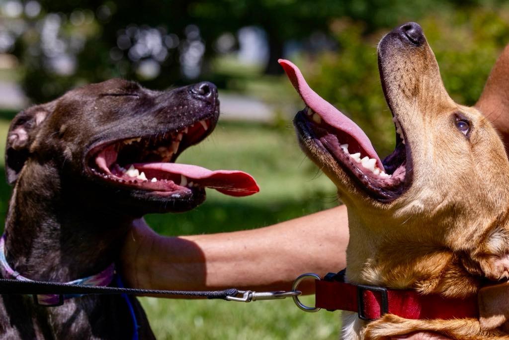 Enlarge Tank, a Adoptable mixed breed in White Hall, IL image 1/6