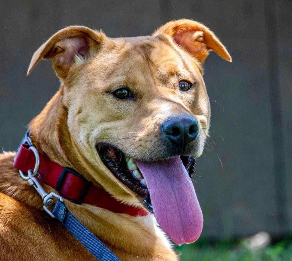 Enlarge Tank, a Adoptable mixed breed in White Hall, IL image 2/6