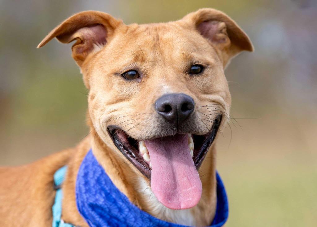 Tank, Adoptable, Adult Male Terrier.