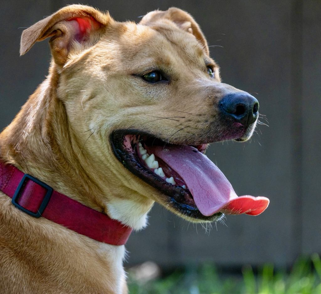 Enlarge Tank, a Adoptable mixed breed in White Hall, IL image 5/7