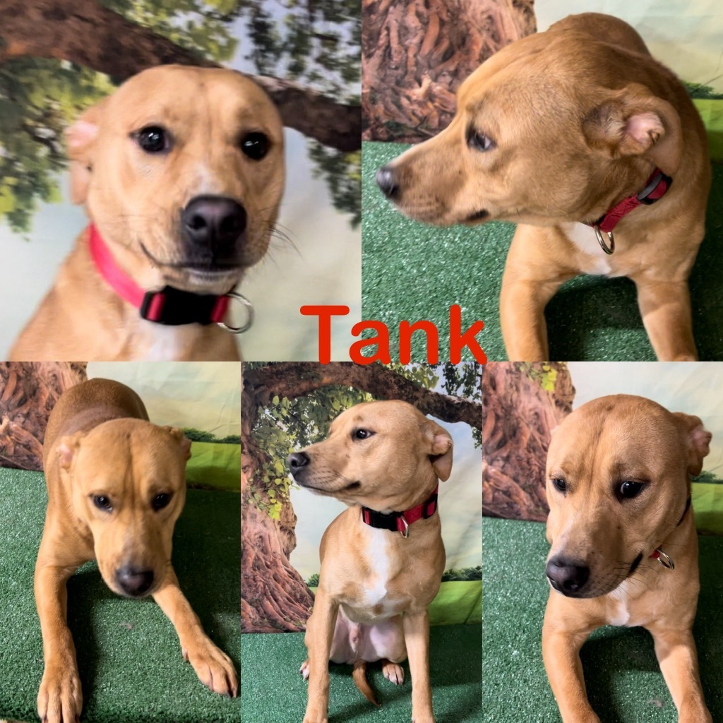 Enlarge Tank, a Adoptable mixed breed in White Hall, IL image 7/7