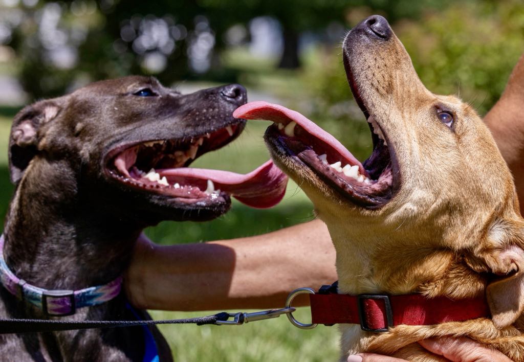 Enlarge Tank, a Adoptable mixed breed in White Hall, IL image 6/7
