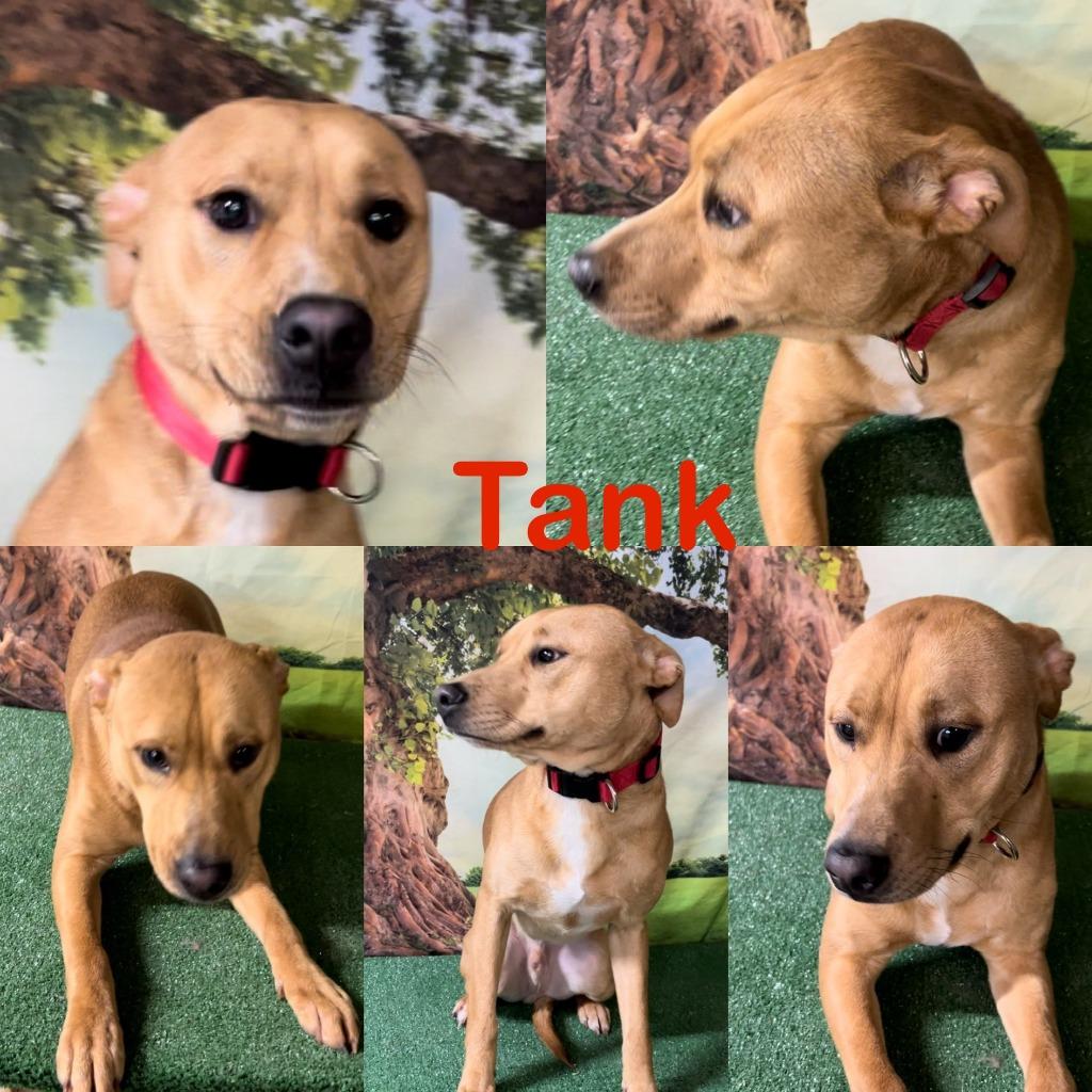 Enlarge Tank, a Adoptable mixed breed in White Hall, IL image 5/6