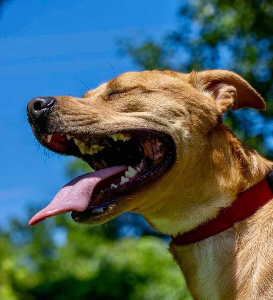 Enlarge Tank, a Adoptable mixed breed in White Hall, IL image 3/6