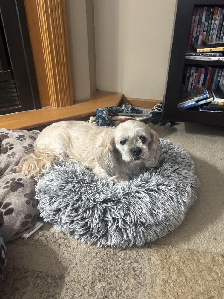 Lhasa Apso - Grace Ann - bonded pair with Olivia, Adoptable, Senior Female Lhasa Apso.