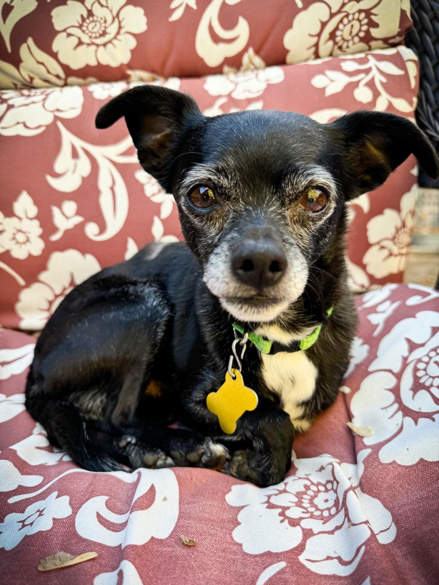 Panther, a Adoptable Chihuahua in Salt Lake City, UT image 1/3