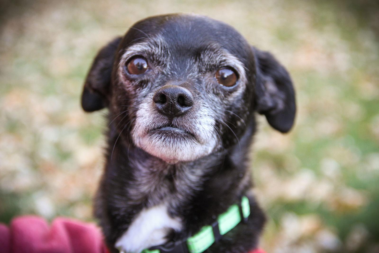 Panther, a Adoptable Chihuahua in Salt Lake City, UT image 2/2