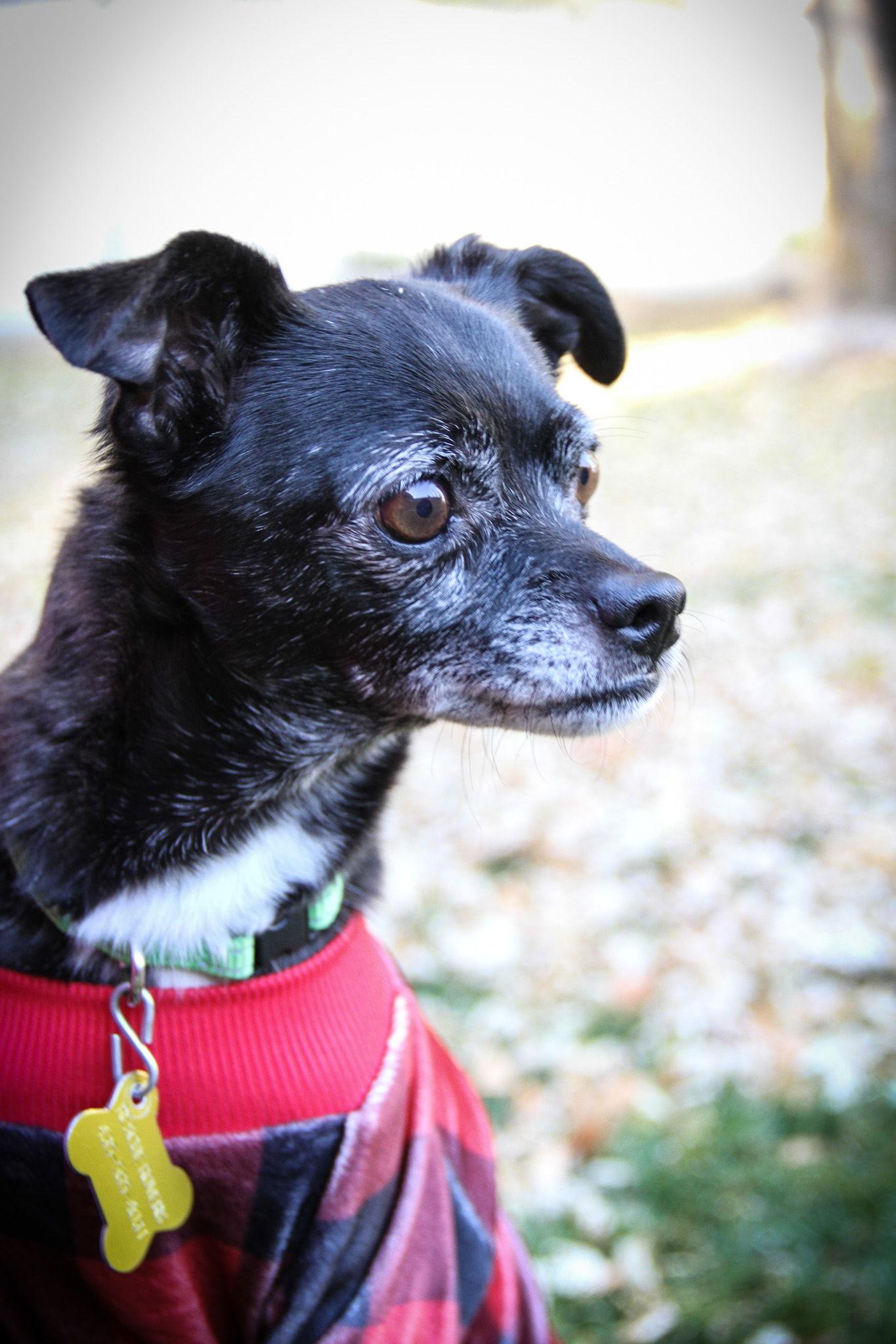 Panther, a Adoptable Chihuahua in Salt Lake City, UT image 3/3