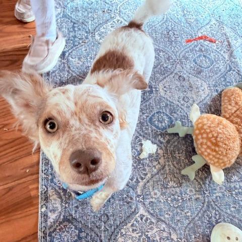 Fig, Adoptable, Young Female Papillon & Mixed Breed.