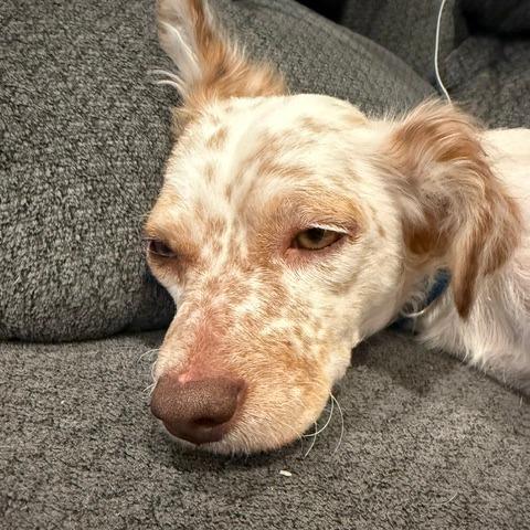 Enlarge Fig, a Adoptable mixed breed in Chaska, MN image 2/5