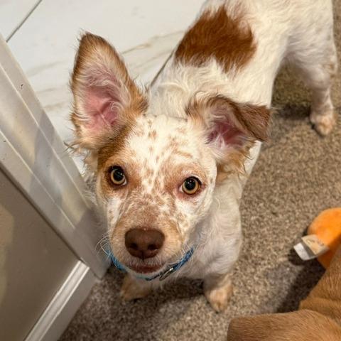 Enlarge Fig, a Adoptable mixed breed in Chaska, MN image 3/5