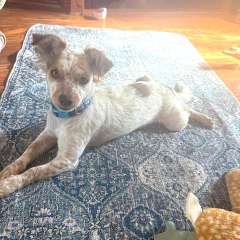Enlarge Fig, a Adoptable mixed breed in Chaska, MN image 4/5