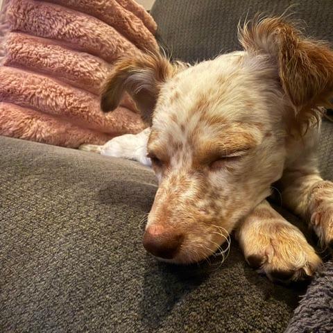 Enlarge Fig, a Adoptable mixed breed in Chaska, MN image 5/5