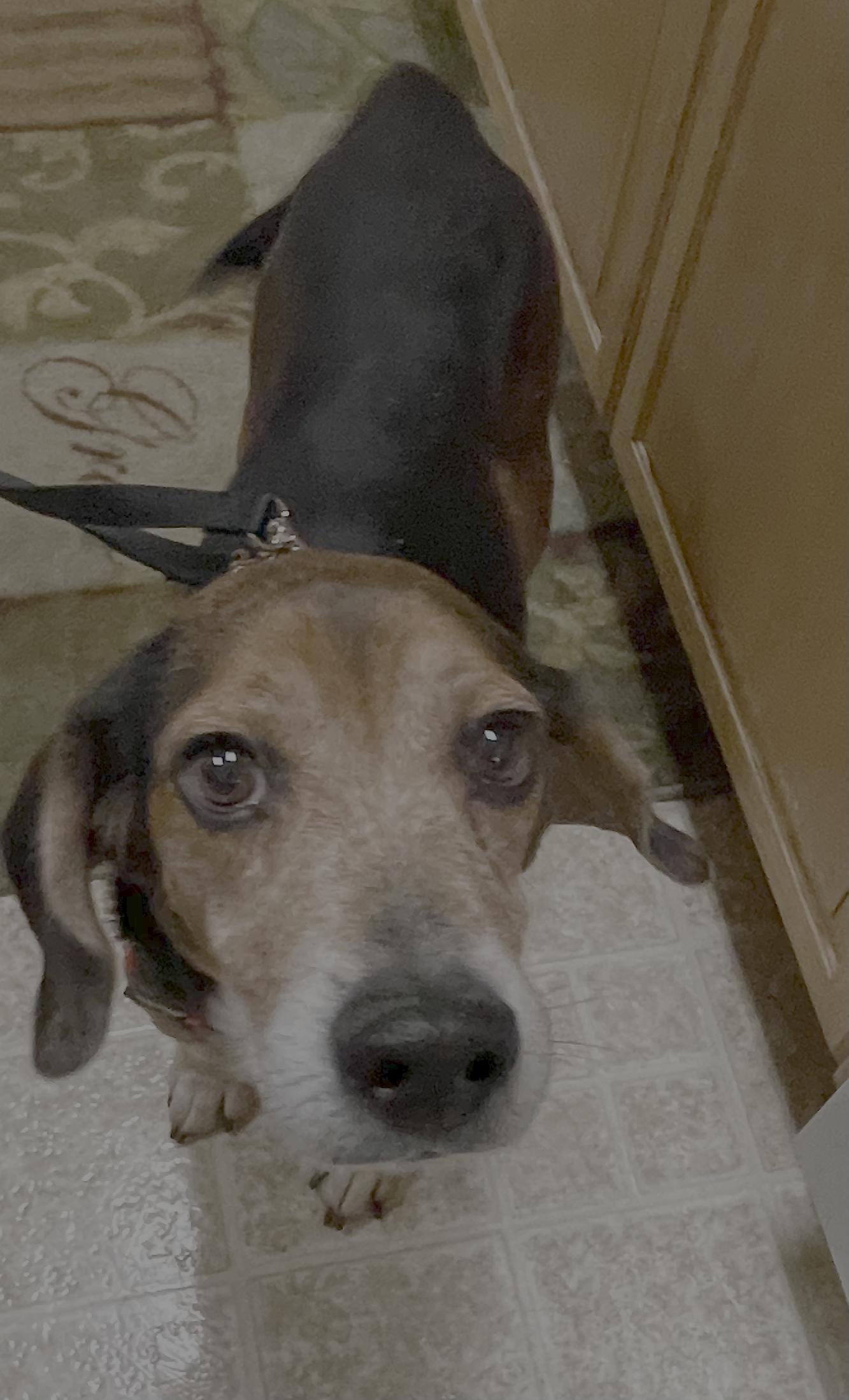 Enlarge Shug, a Adoptable Beagle in Tampa, FL image 1/3