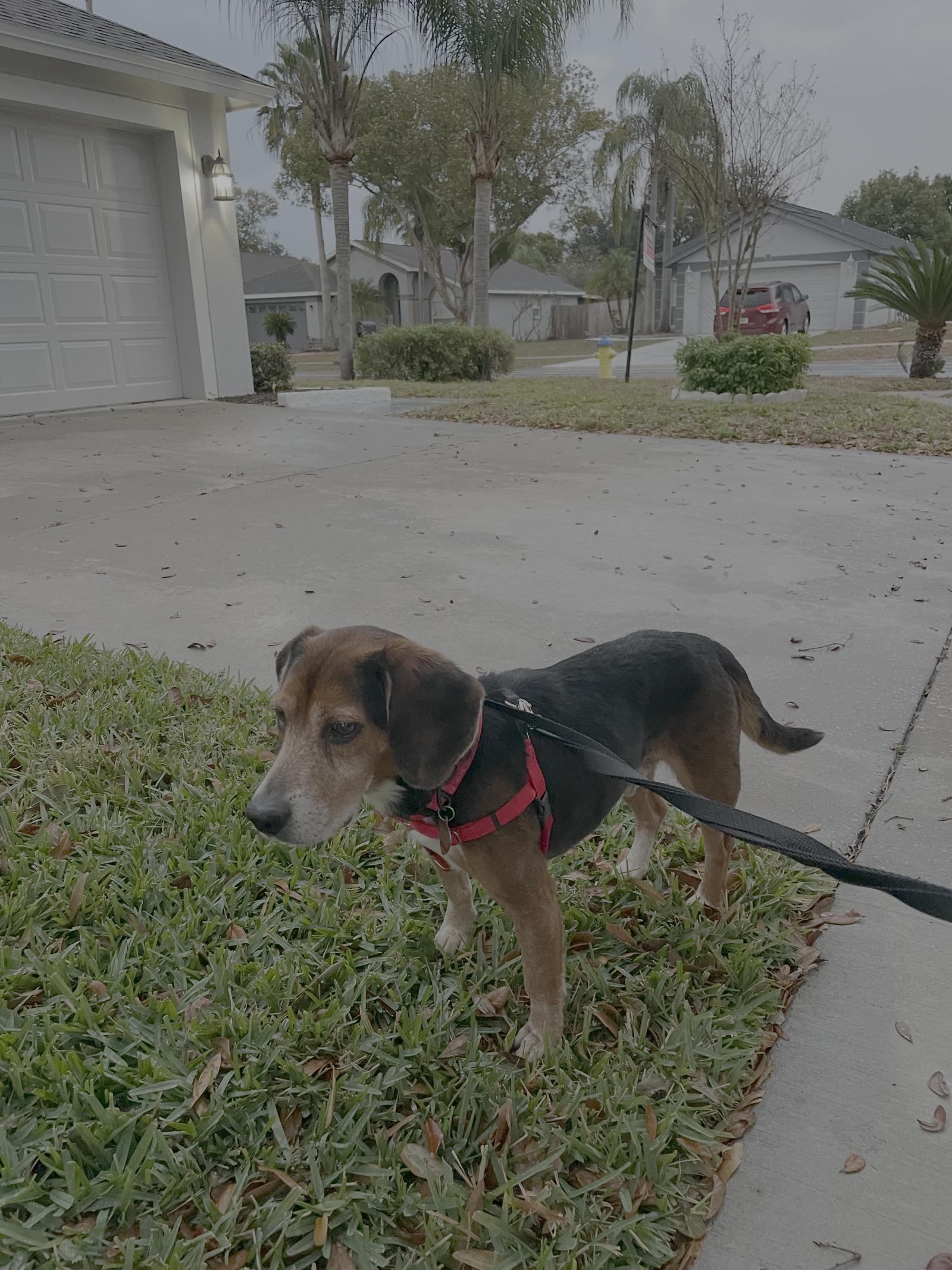 Enlarge Shug, a Adoptable Beagle in Tampa, FL image 2/3