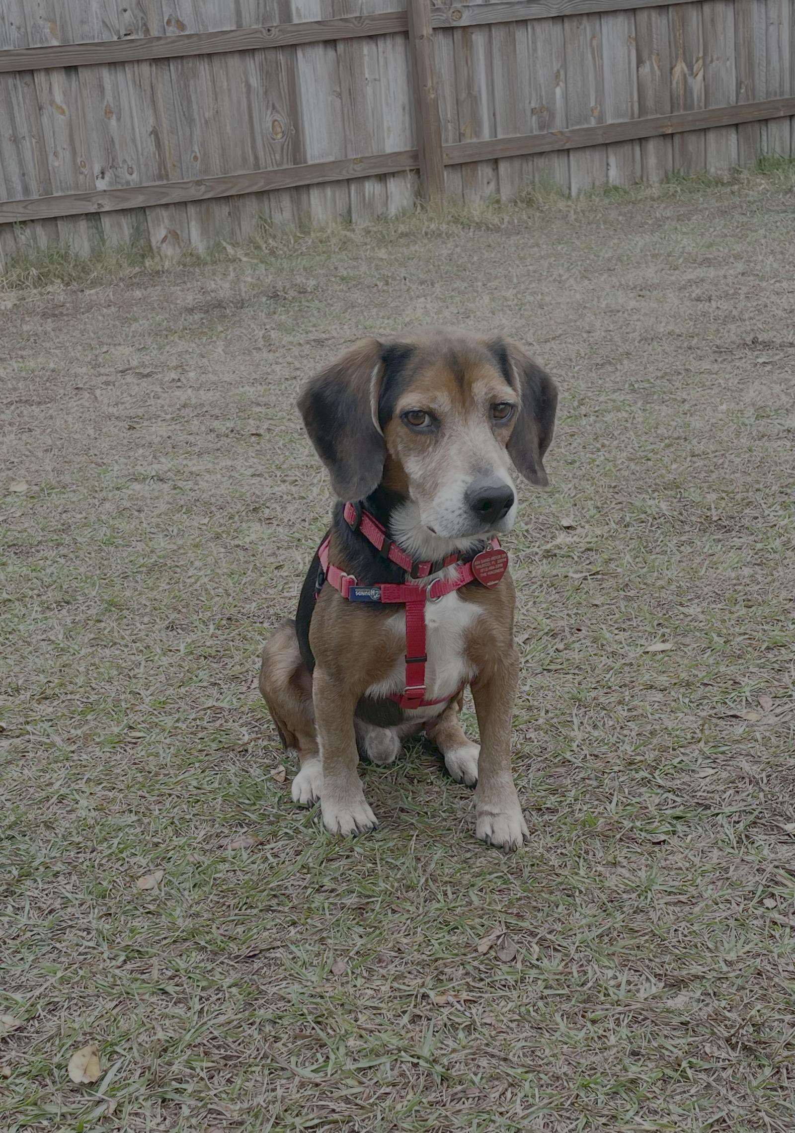 Enlarge Shug, a Adoptable Beagle in Tampa, FL image 3/3