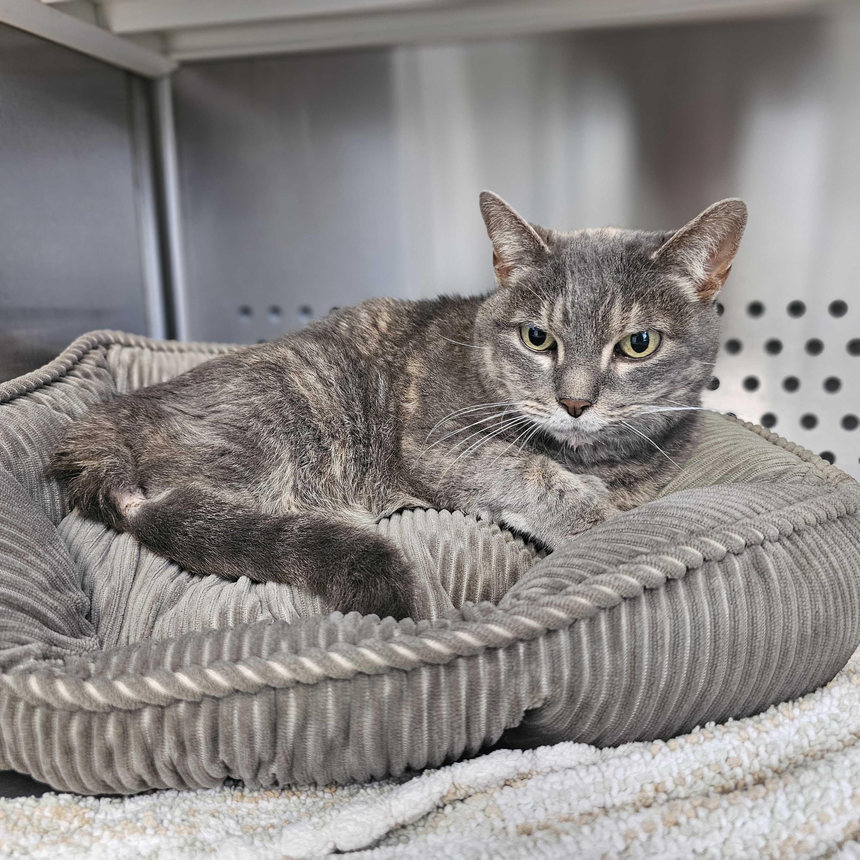 Kitty, a Adoptable Domestic Short Hair in Jackson, MI image 1/5