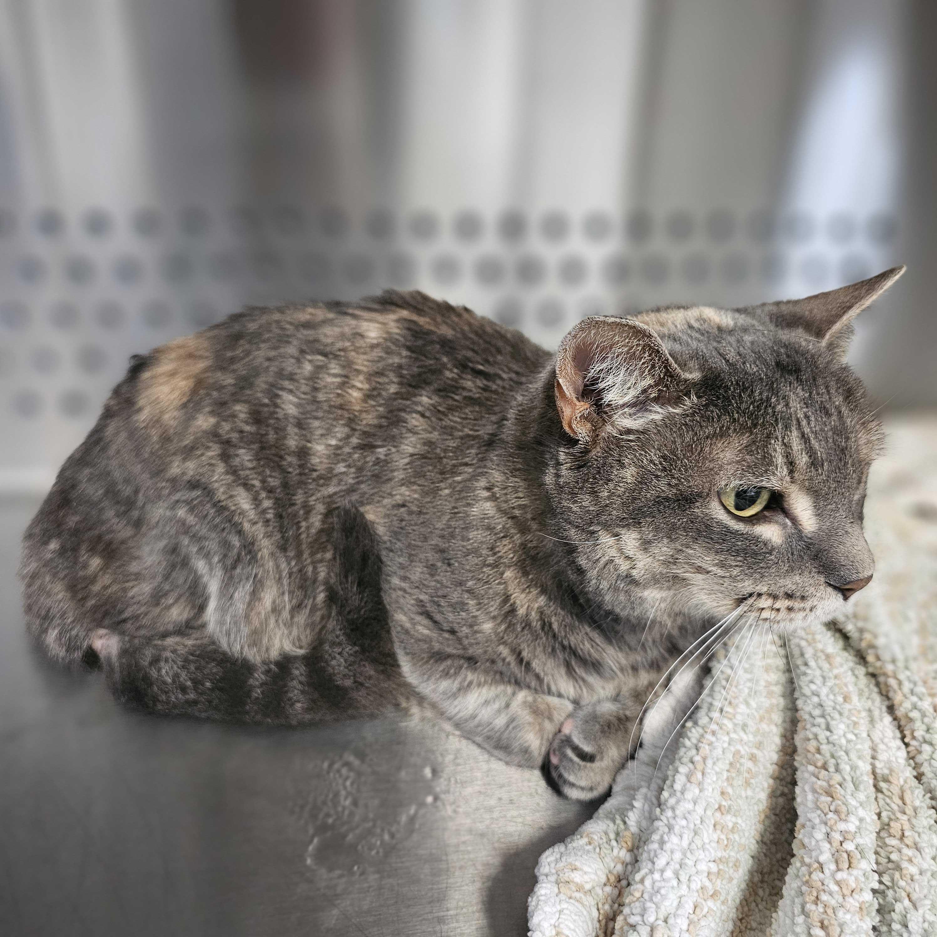 Kitty, a Adoptable Domestic Short Hair in Jackson, MI image 2/5