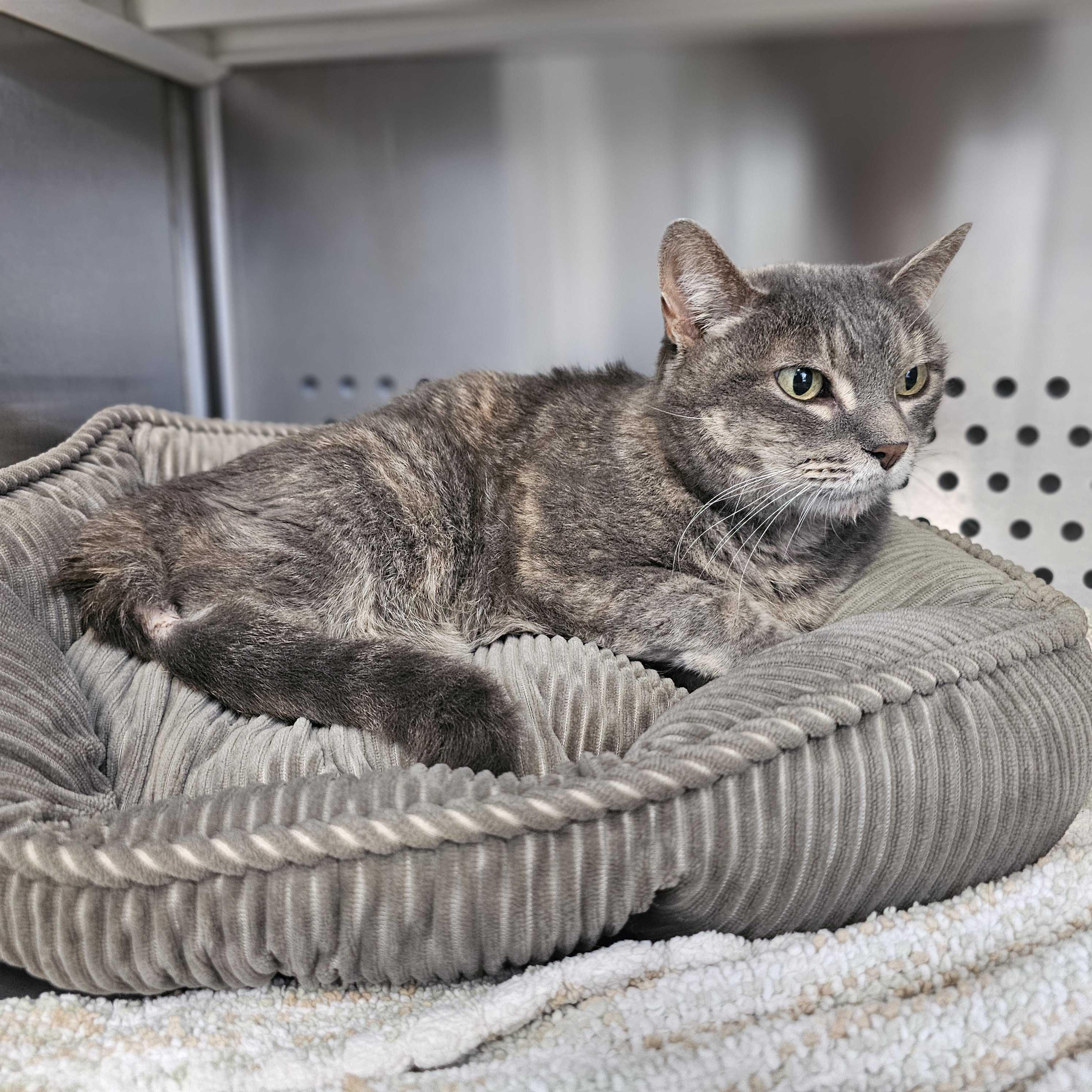 Kitty, a Adoptable Domestic Short Hair in Jackson, MI image 3/5