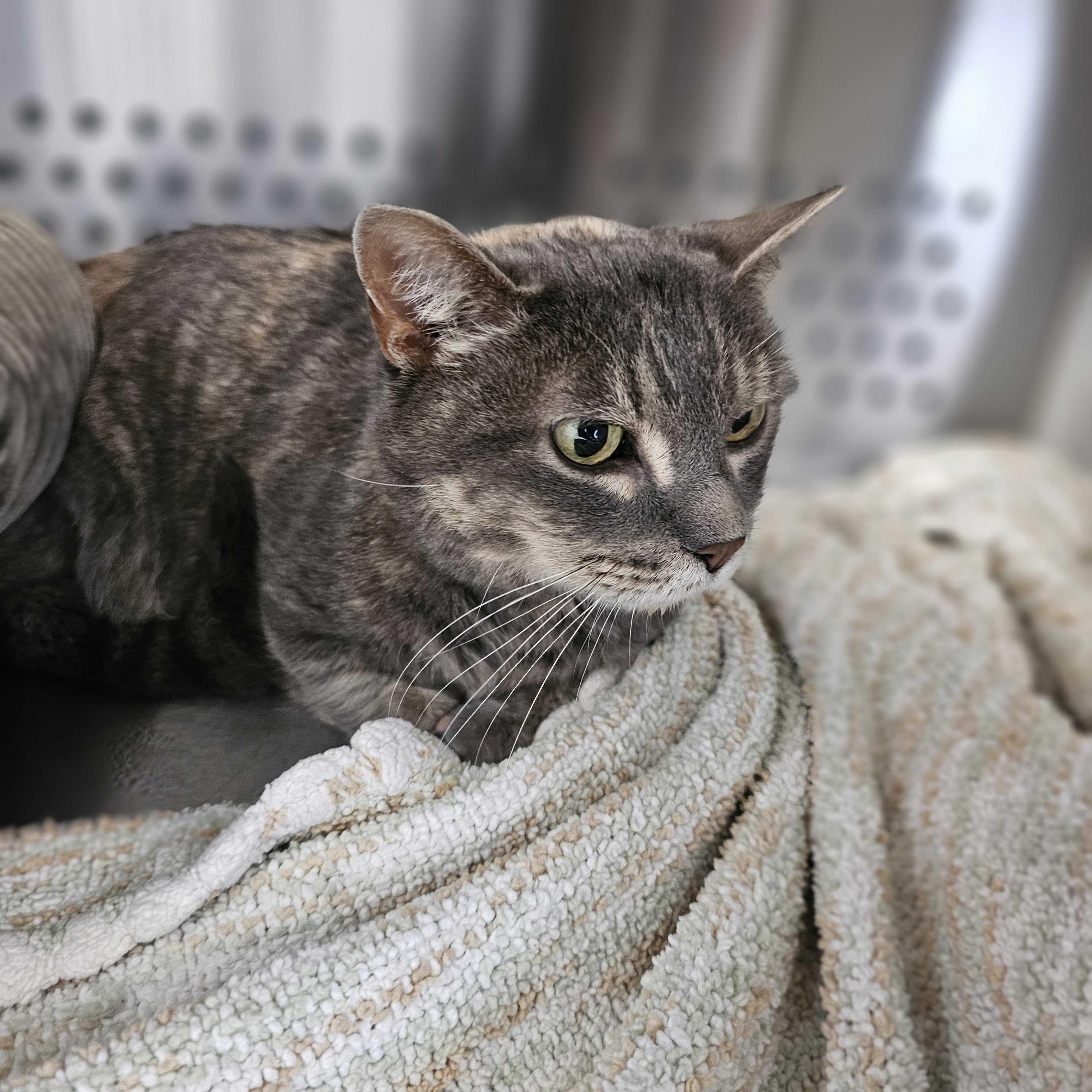 Kitty, a Adoptable Domestic Short Hair in Jackson, MI image 4/5