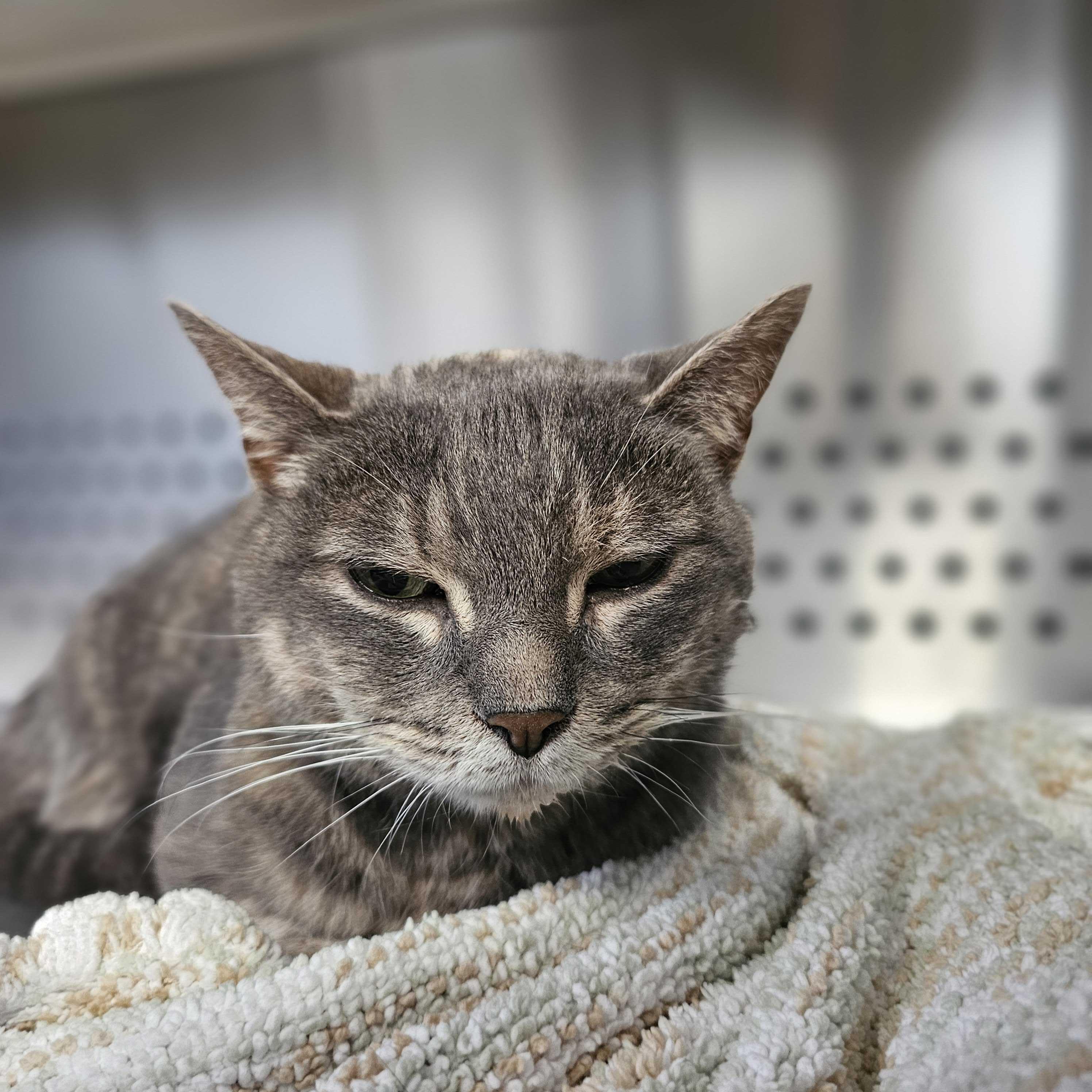 Kitty, a Adoptable Domestic Short Hair in Jackson, MI image 5/5