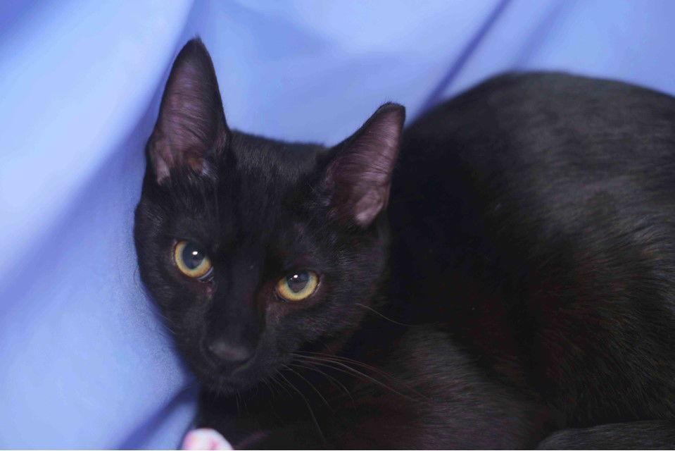 Enlarge Worf, a Adopted Domestic Short Hair in Garland, TX image 2/3