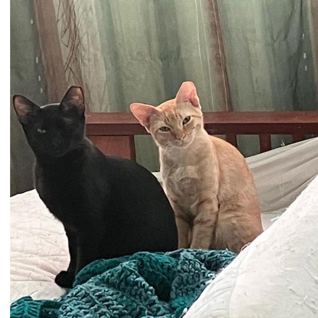 Enlarge Worf, a Adopted Domestic Short Hair in Garland, TX image 3/3