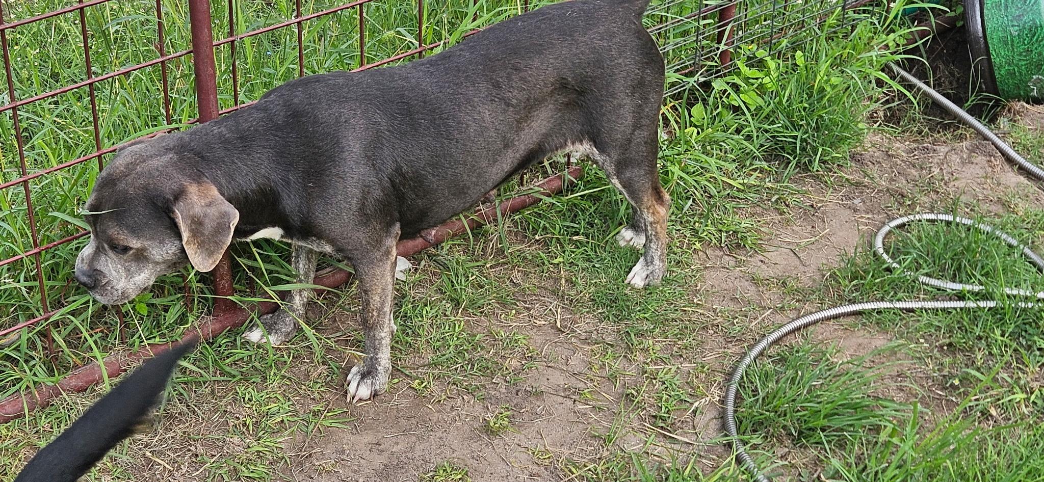 Flipper, a Adoptable mixed breed in Beeville, TX image 1/3
