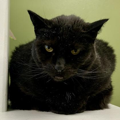 Lily, Adoptable, Senior Female Domestic Short Hair & Domestic Short Hair.