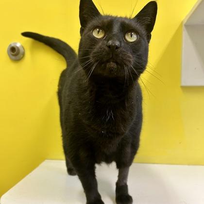 Enlarge Lily, a Adoptable mixed breed in East Montpelier, VT image 1/1