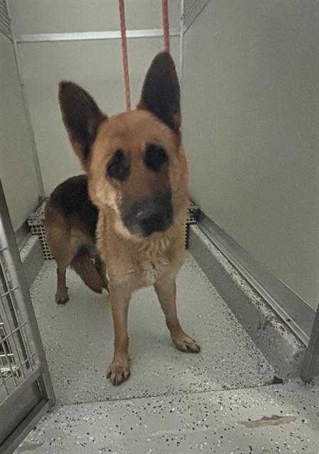 DIESEL, Adoptable, Adult Male German Shepherd Dog.