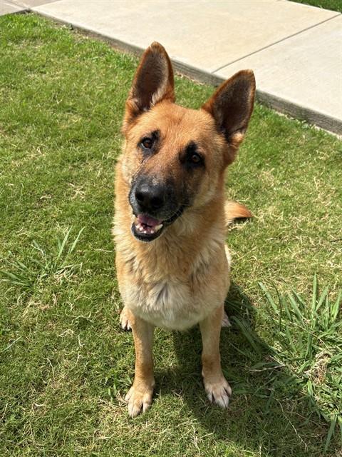DIESEL, Adoptable, Adult Male German Shepherd Dog.