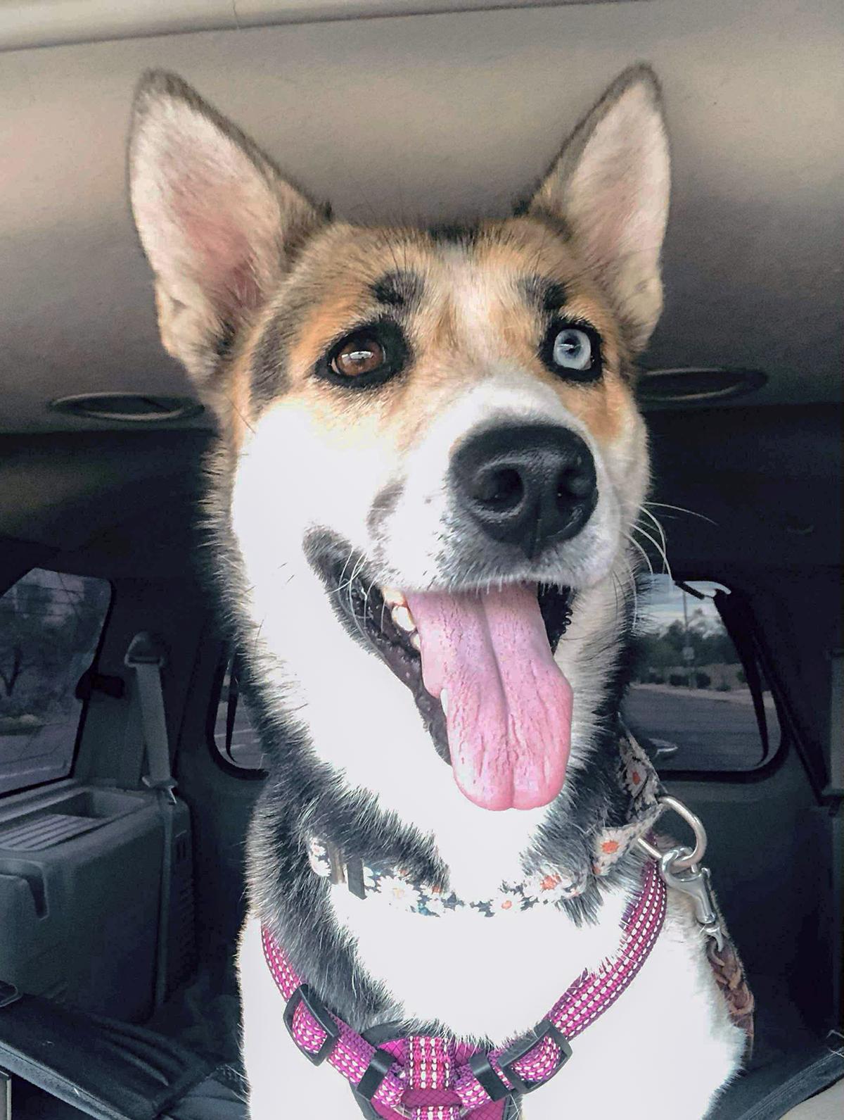 Chloe, a Adoptable mixed breed in Scottsdale, AZ image 3/6