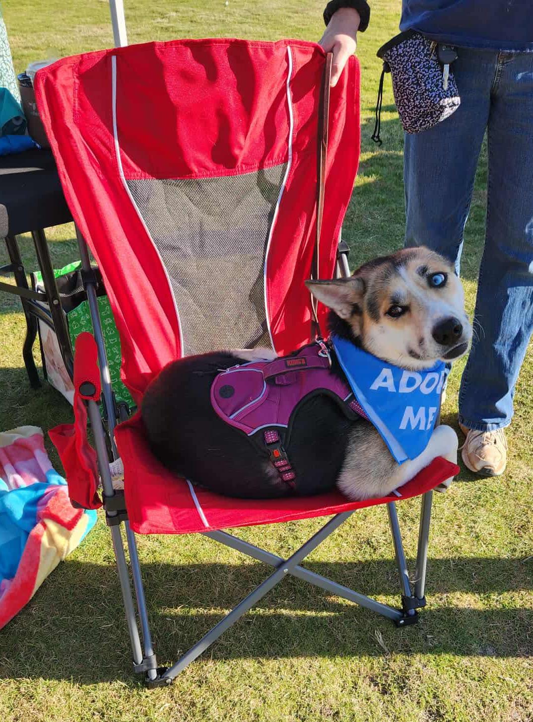 Chloe, Adoptable, Adult Female Siberian Husky & Australian Cattle Dog / Blue Heeler.