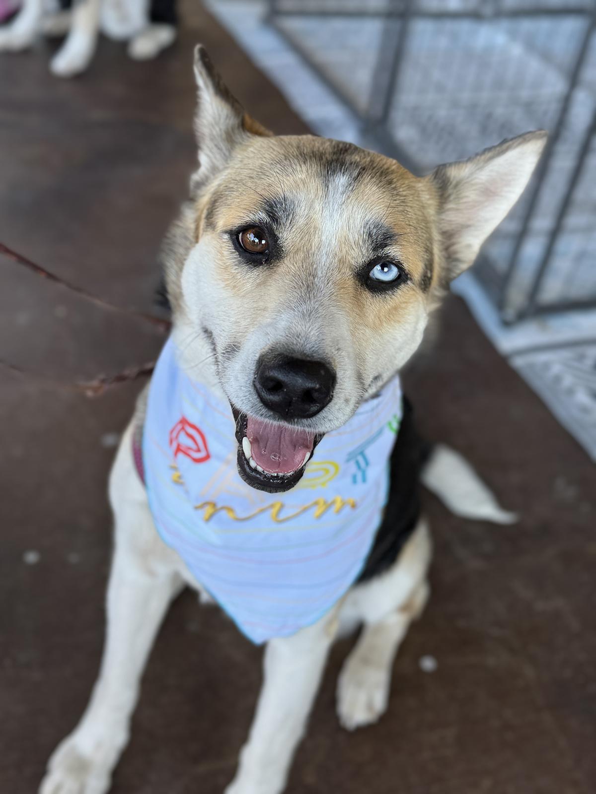 Chloe, Adoptable, Adult Female Siberian Husky & Australian Cattle Dog / Blue Heeler.