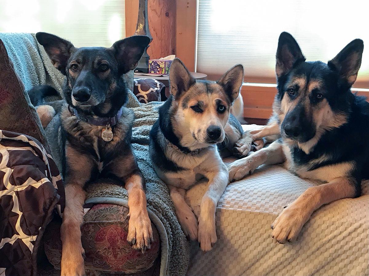 Chloe, Adoptable, Adult Female Siberian Husky & Australian Cattle Dog / Blue Heeler.