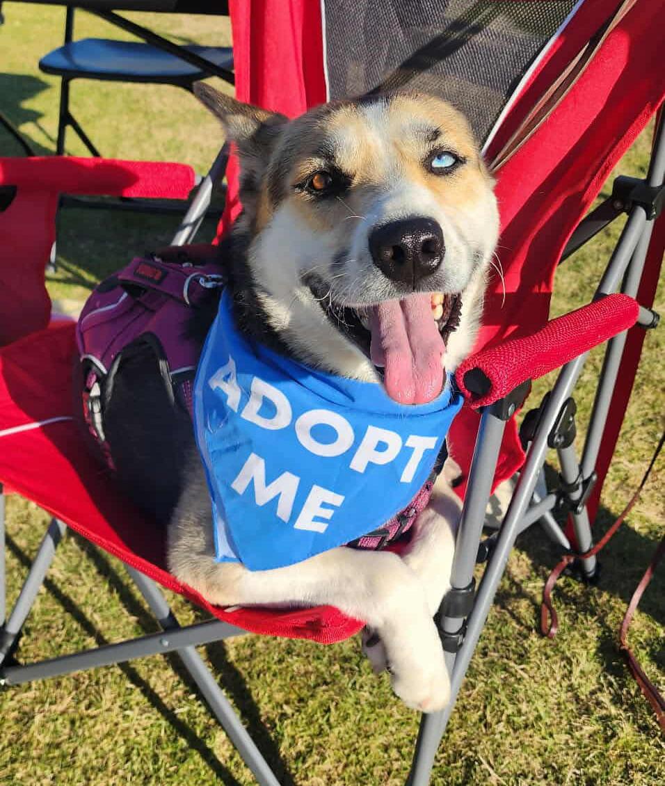 Chloe, a Adoptable mixed breed in Scottsdale, AZ image 2/6