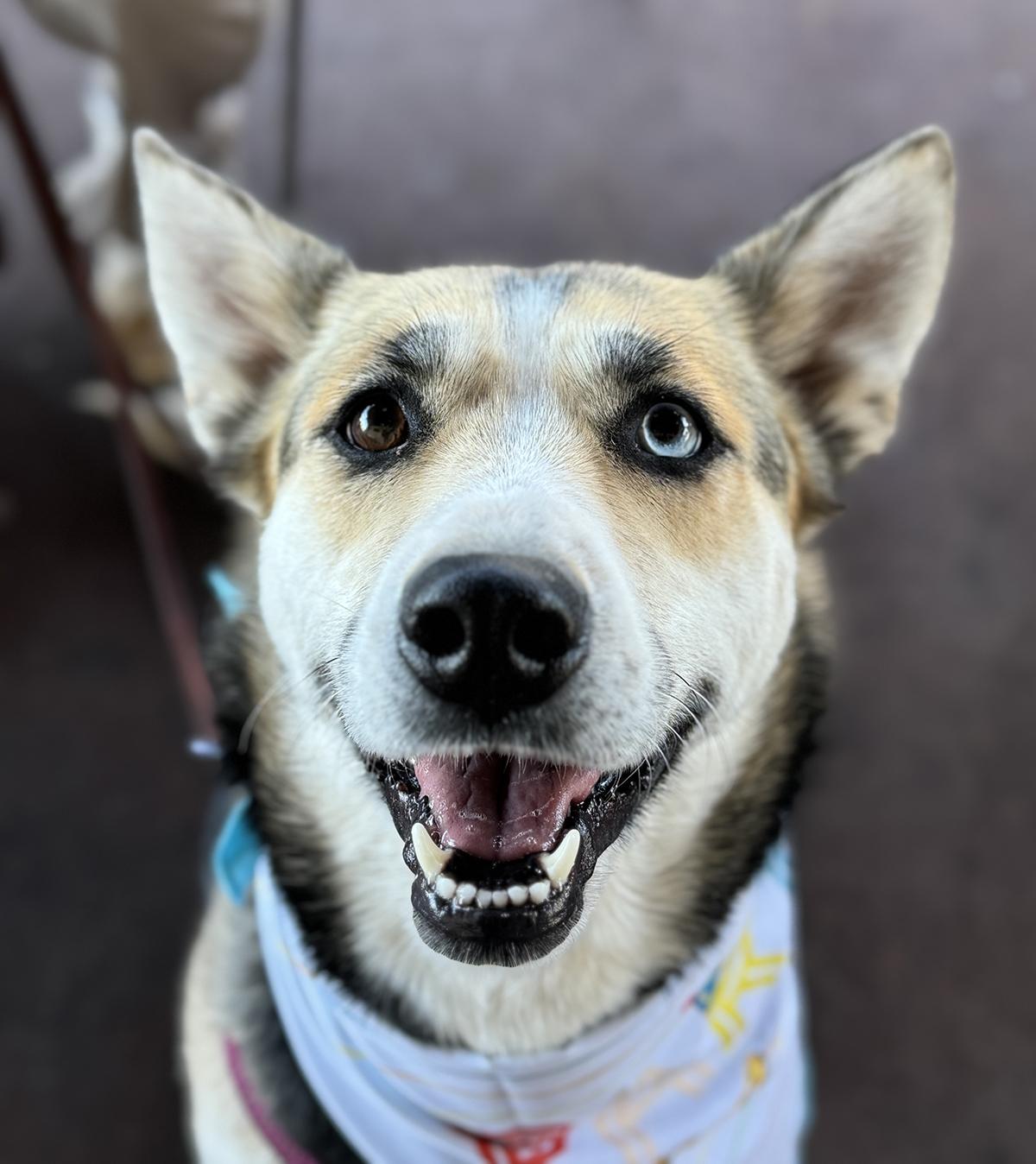 Chloe, a Adoptable mixed breed in Scottsdale, AZ image 2/6