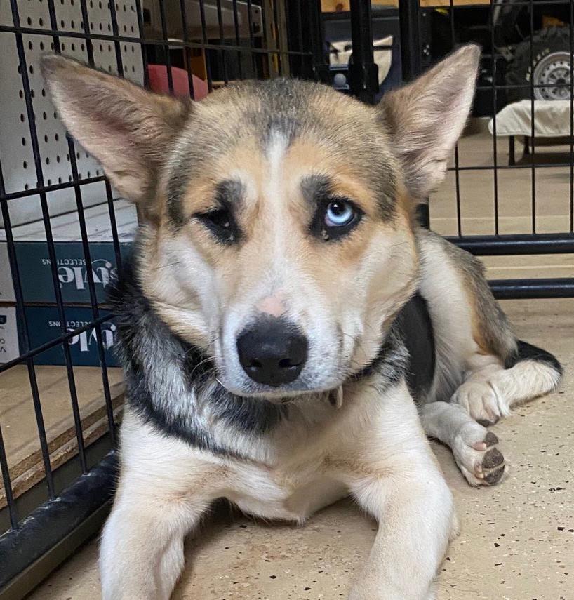 Chloe, a Adoptable mixed breed in Scottsdale, AZ image 5/6