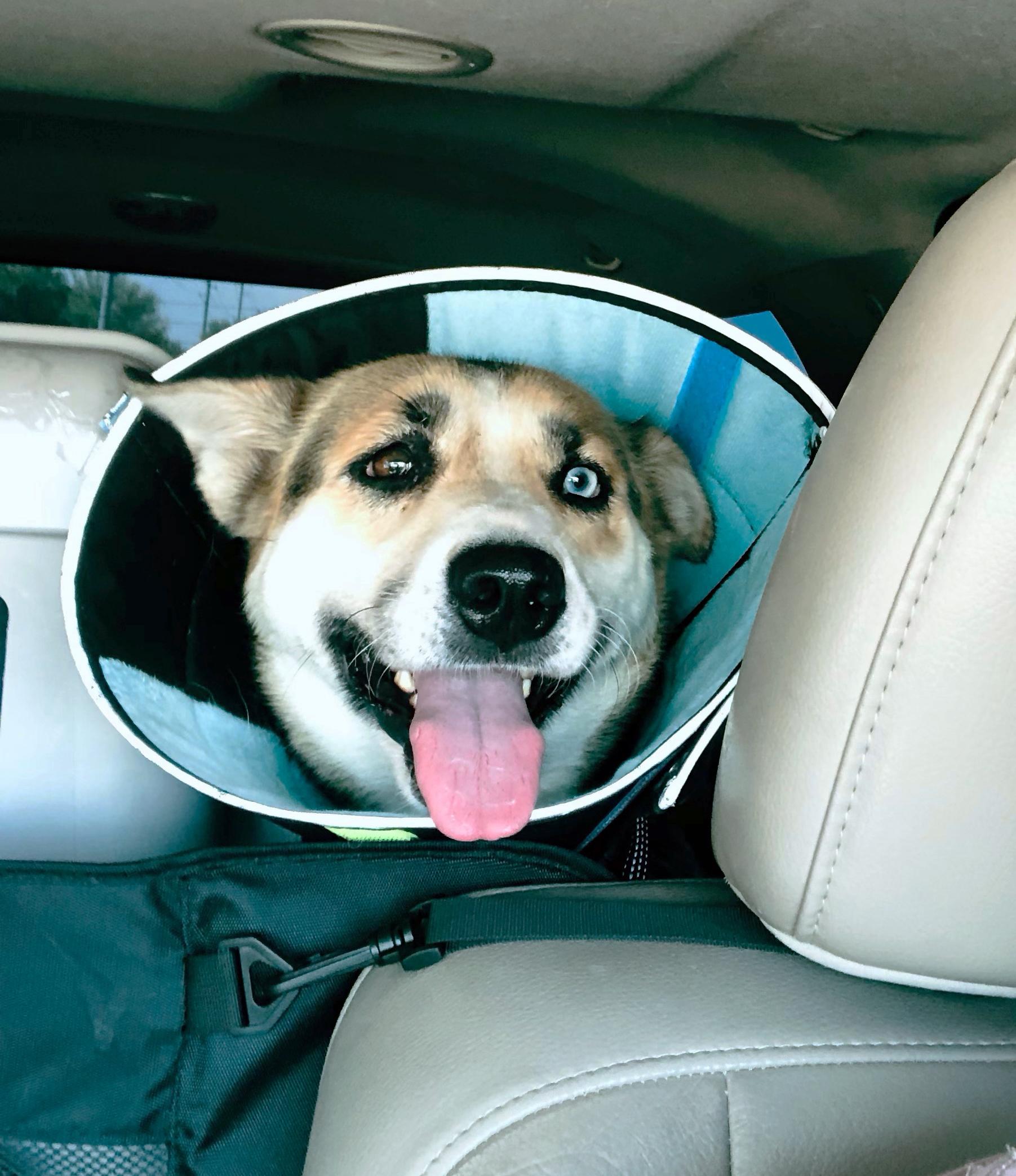 Chloe, a Adoptable mixed breed in Scottsdale, AZ image 6/6