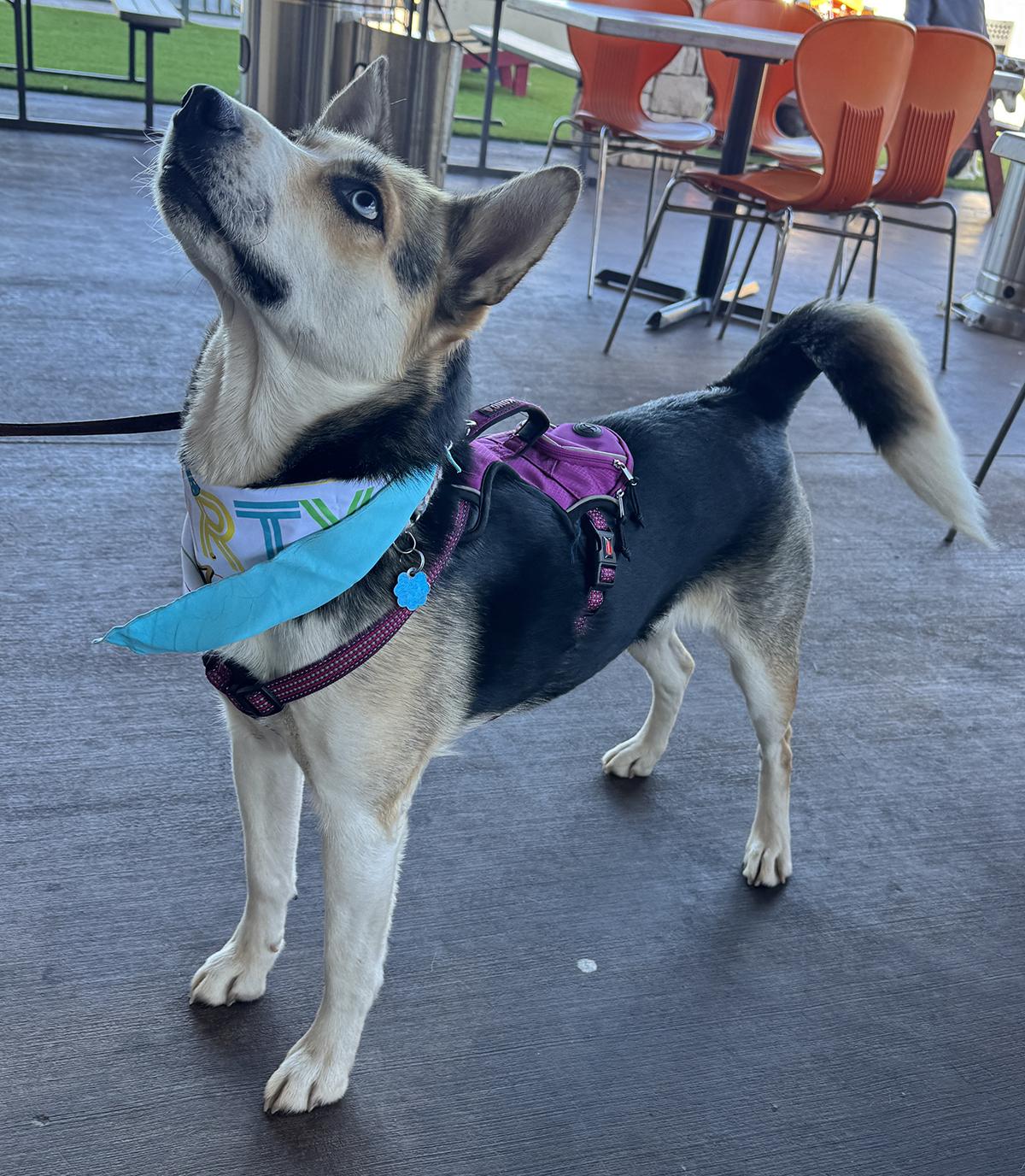 Chloe, a Adoptable mixed breed in Scottsdale, AZ image 5/6