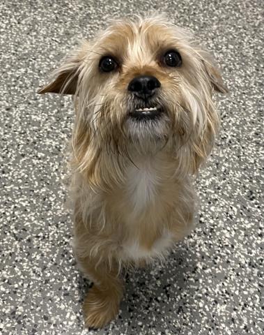 RUSSELL, Adoptable, Young Male Yorkshire Terrier.