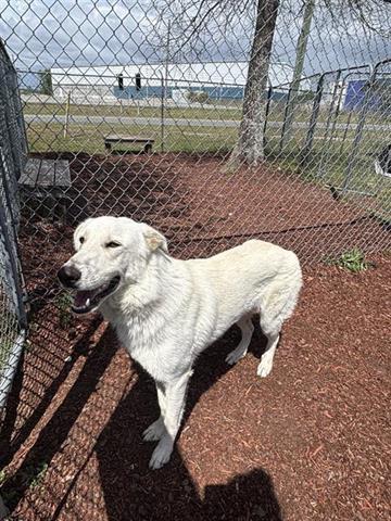 BILLY, Adoptable, Adult Male German Shepherd Dog & Mixed Breed.