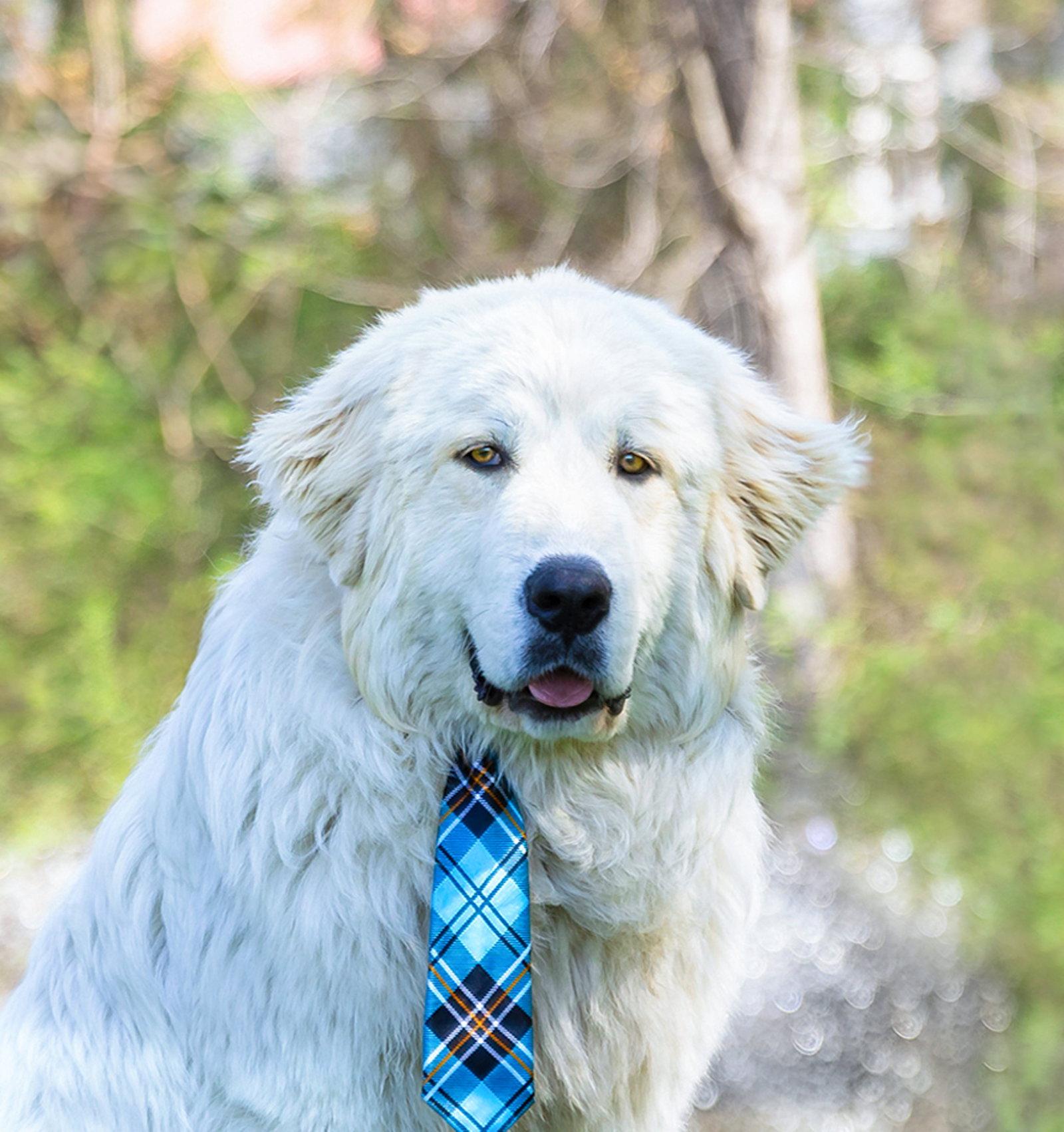 Enlarge Bentley, a Adoptable Great Pyrenees in Coatesville, PA image 2/3