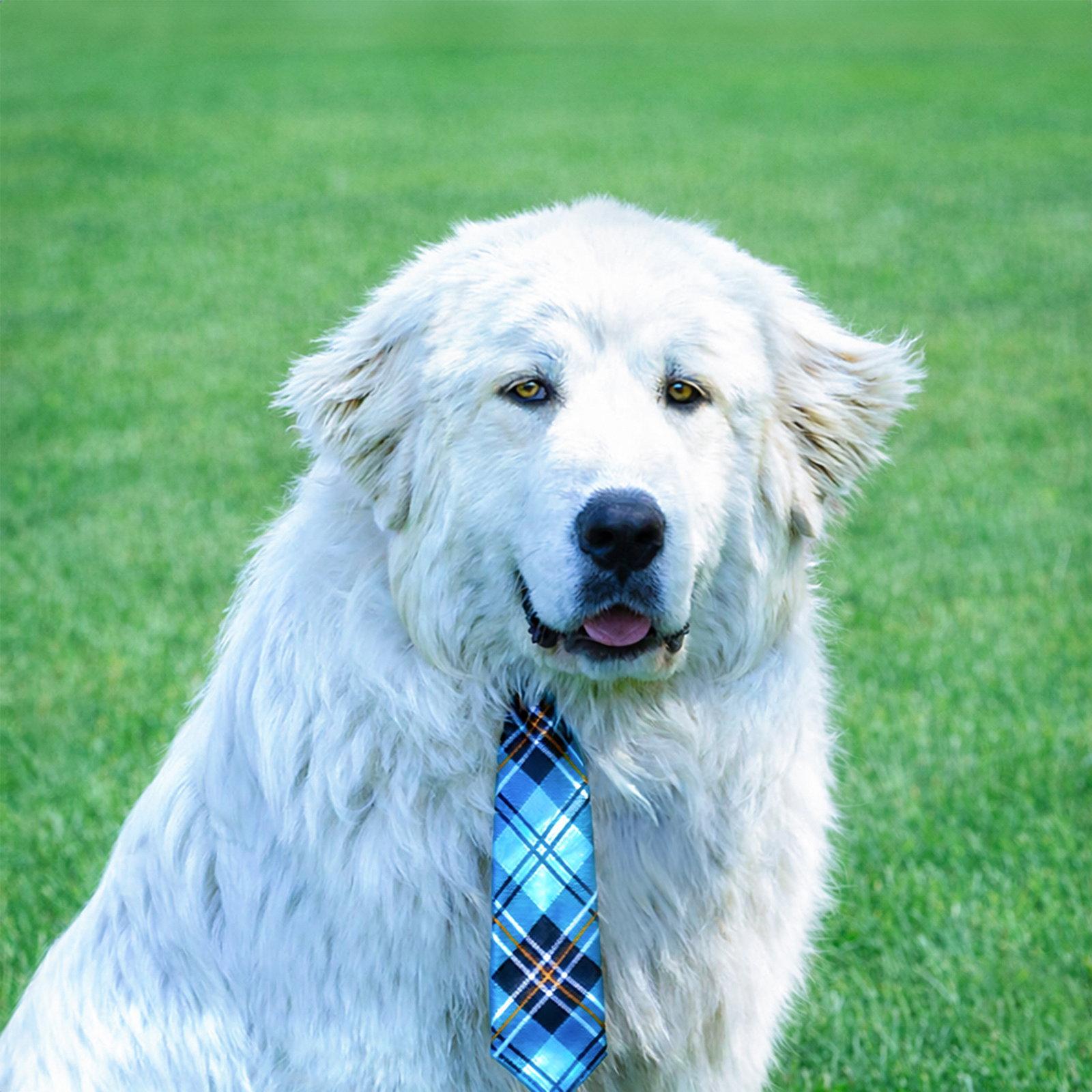 Enlarge Bentley, a Adoptable Great Pyrenees in Coatesville, PA image 3/3